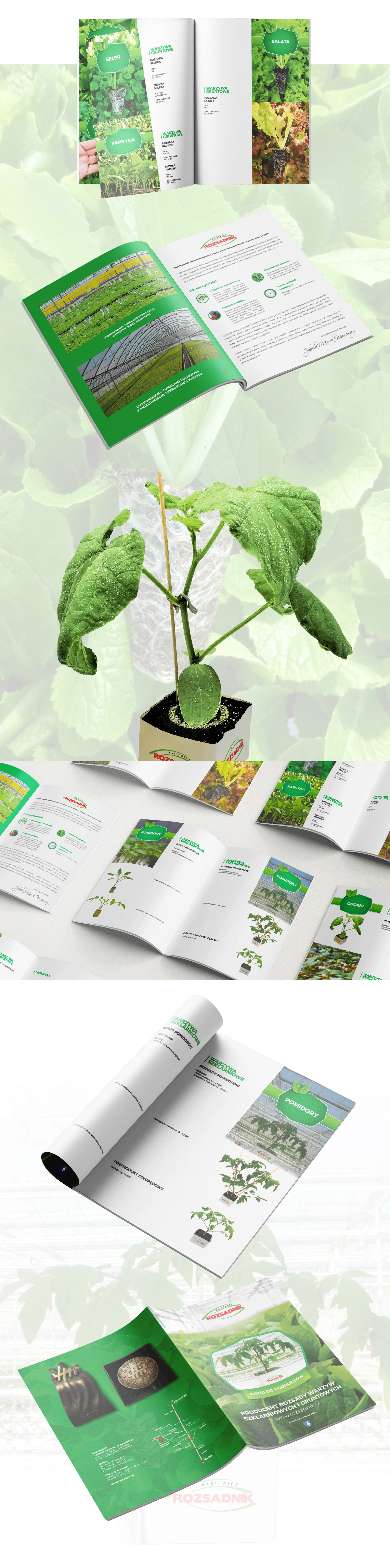 Grafika przedstawia katalog roślin uprawnych, skupiający się na sadzonkach warzyw gruntowych, takich jak seler, sałata i papryka. Dominują zielone akcenty i naturalna estetyka.